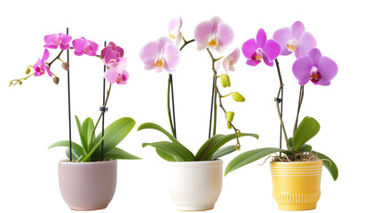 set of flowering orchids in various pots, isolated on a transparent background