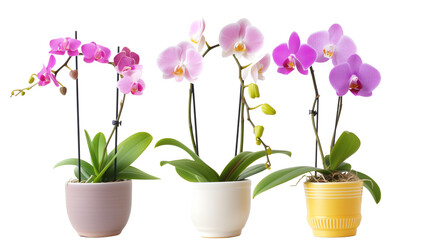 set of flowering orchids in various pots, isolated on a transparent background © MDNANNU