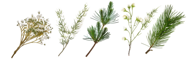 collection of pine branches flowers, isolated on a transparent background - obrazy, fototapety, plakaty