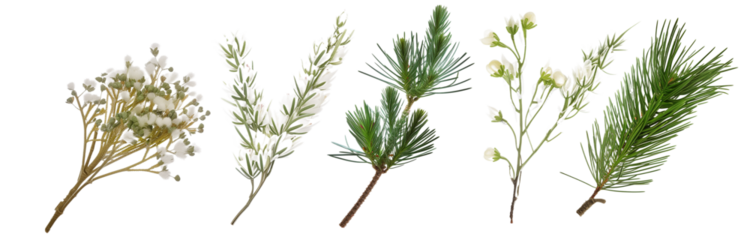 collection of pine branches flowers, isolated on a transparent background