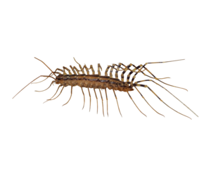 Scutigera coleoptrata | House Centipede | Common Pest Insect Bug Isolated