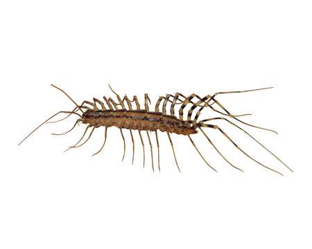 Scutigera coleoptrata | House Centipede | Common Pest Insect Bug Isolated
