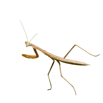 recommend clip art: Praying Mantis Isolated Insect Bug Clipart 