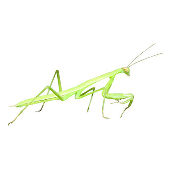 recommend clip art: Praying Mantis Isolated Insect Bug Clipart 