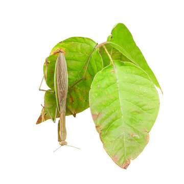 recommend clip art: Praying Mantis Isolated Insect Bug Clipart 