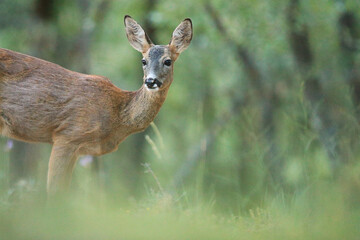 A roe deer stands elegantly amidst lush greenery, turning its head to gaze into the distance with soft, alert eyes