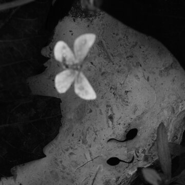 Monochromatic tadpole swimming in a serene pool