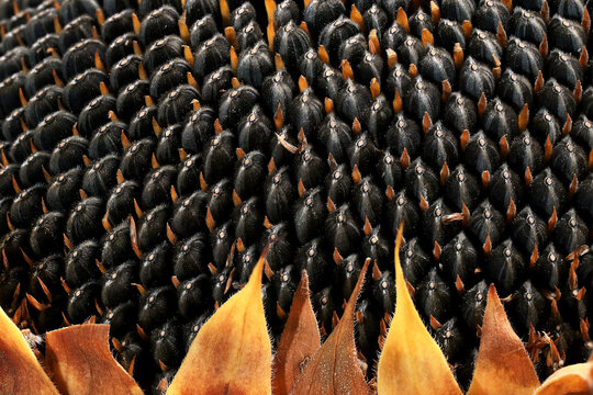 Macro view of sunflower seed pattern and textures