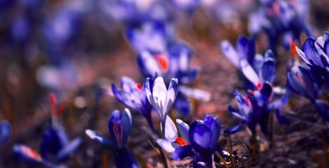 blossoming spring flowers, fantastic macro photo of crocuses (Safran) on the meadow