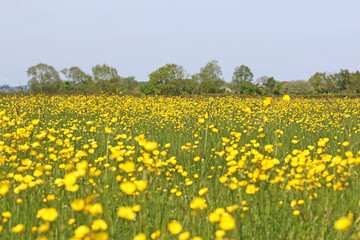 Grass meadow with buttercup flowers