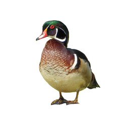 Isolated Wood Duck (Aix sponsa) Drake