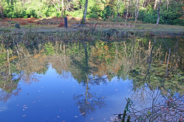 Obraz premium Beech trees reflected in a river in Autumn