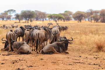Herd of blue wildebeest (Connochaetes taurinus) in Tarangire National Park, Tanzania