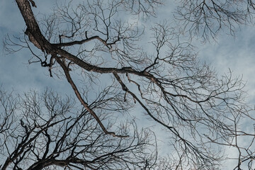 Tree branches against blue sky background