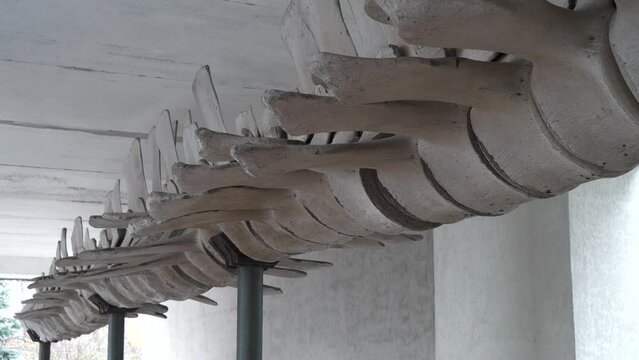 Skeleton of a blue whale. Real whale bones. Balaenoptera musculus