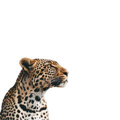 leopard isolated on a white background with clipping path.
