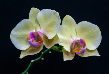 Blooming Phalaenopsis orchid in the collection