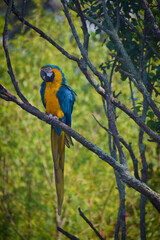 Guacamayo reposando en una rama de árbol