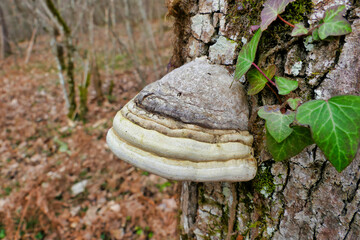 A beautiful specimen of Fomes fomentarius (Hoof or Tinder Fungus) found in the woods in Dordogne, France
 - obrazy, fototapety, plakaty