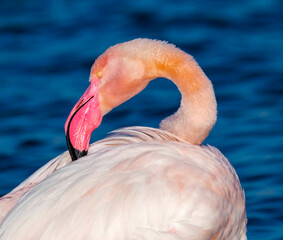 Il Fenicottero del Parco Molentargius, Cagliari. Sardegna