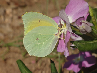 Male Cleopatra butterfly (Gonepteryx cleopatra) feeding on a pink periwinkle flower