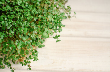 Microgreens flat lay Background. Close up Mustard Sprouts. Copy Space. Home Gardening. Germinated seeds. Healthy organic vegan food. Raw fresh Sprouted micro Green