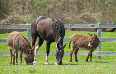 horse and donkeys in pasture together grazing on grass in outdoor paddock on small rural farm with mixed animals in herd wood fencing in background summer spring animal image horizontal room for type 