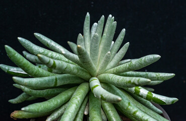 Senecio scaposus - succulent plant with thick succulent leaves