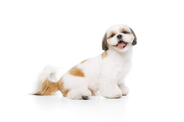 Adorable, happy, smiling little pet, purebred shih tzu dog sitting with tongue sticking out and looking isolated on white studio background. Concept of domestic animals, pet friends, vet, care