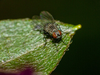 fly on leaf