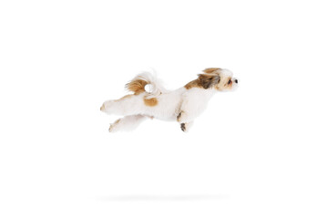 Funny image of little, adorable, purebred shih tzu dog in motion, playing, flying isolated on white studio background. Concept of domestic animals, pet friends, vet, care