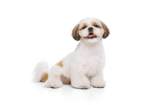 Beautiful, happy, smiling little pet, purebred shih tzu dog sitting with smile and looking isolated on white studio background. Concept of domestic animals, pet friends, vet, care