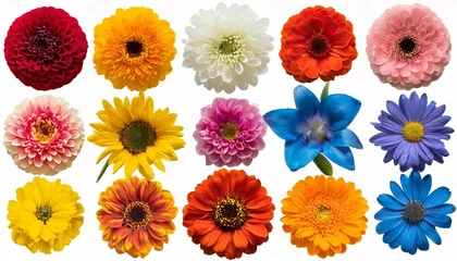 Fototapeten big collection of various head flowers orange yellow pink blue and red isolated on white background perfectly retouched full depth of field on the photo top view flat lay © Susan