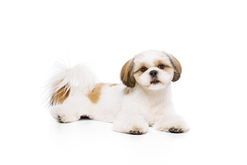 Beautiful little purebred shih tzu dog lying with tongue sticking out, looking upwards isolated on white studio background. Concept of domestic animals, pet friends, vet, care