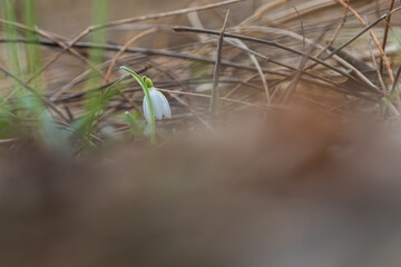 Snowdrop - Galanthus nivalis first spring flower. White flower with green leaves.