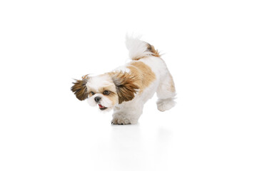Positive, happy, little purebred shih tzu dog cheerfully walking, playing isolated on white studio...