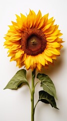 Naklejka premium single sunflower on white background