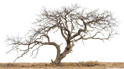 Fototapeta premium Bare Tree With No Leaves