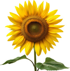 A Large Yellow Sunflower With Green Leaves