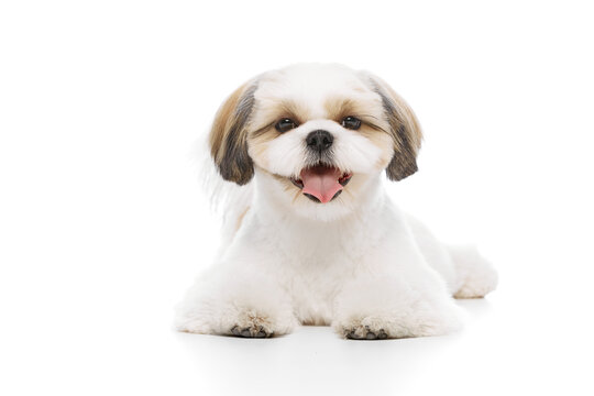 Calm, happy, cute little purebred shih tzu dog lying on floor with smiling muzzle isolated on white studio background. Concept of domestic animals, pet friends, vet, care