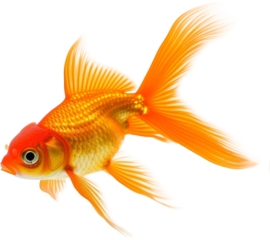 A Goldfish Swimming in an Aquarium