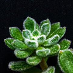 Close-up, succulent leaves of a succulent plant (Echeveria sp.) in a botanical collection