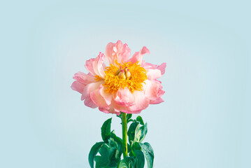 One coral peonie with isolated background