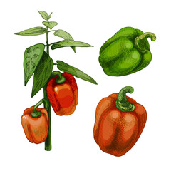 Branch of sweet bell peppers plant with leaf. Vintage vector hatching