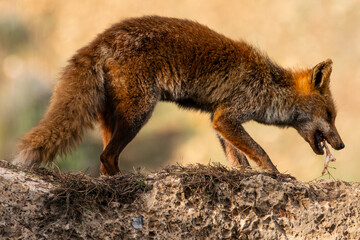 Beautiful close-up portrait of a common red fox eating a bone with some meat while perched on some rocks full of pine needles in the Sierra Morena, Andalusia, Spain, Europe