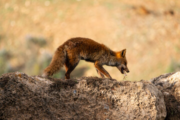 Beautiful portrait of a common red fox eating a bone with some meat while perched on some rocks in the Sierra Morena, Andalusia, Spain, Europe