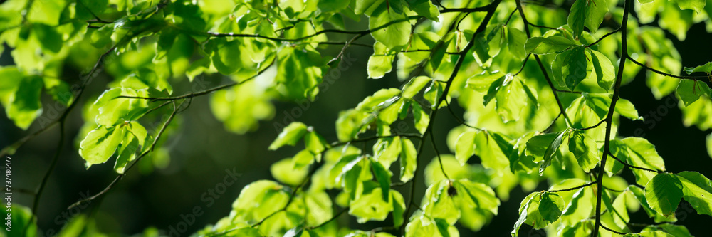 Sticker spring forest - fresh leaves and sun rays