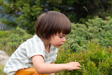 Naklejka na ściany i meble Little girl picking wild blueberries in french alps.