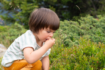 Naklejka na ściany i meble Little girl eating wild blueberries from the plant in french alps.