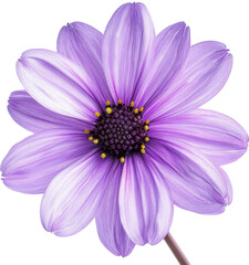 Close Up of a Purple Flower on a Transparent Background